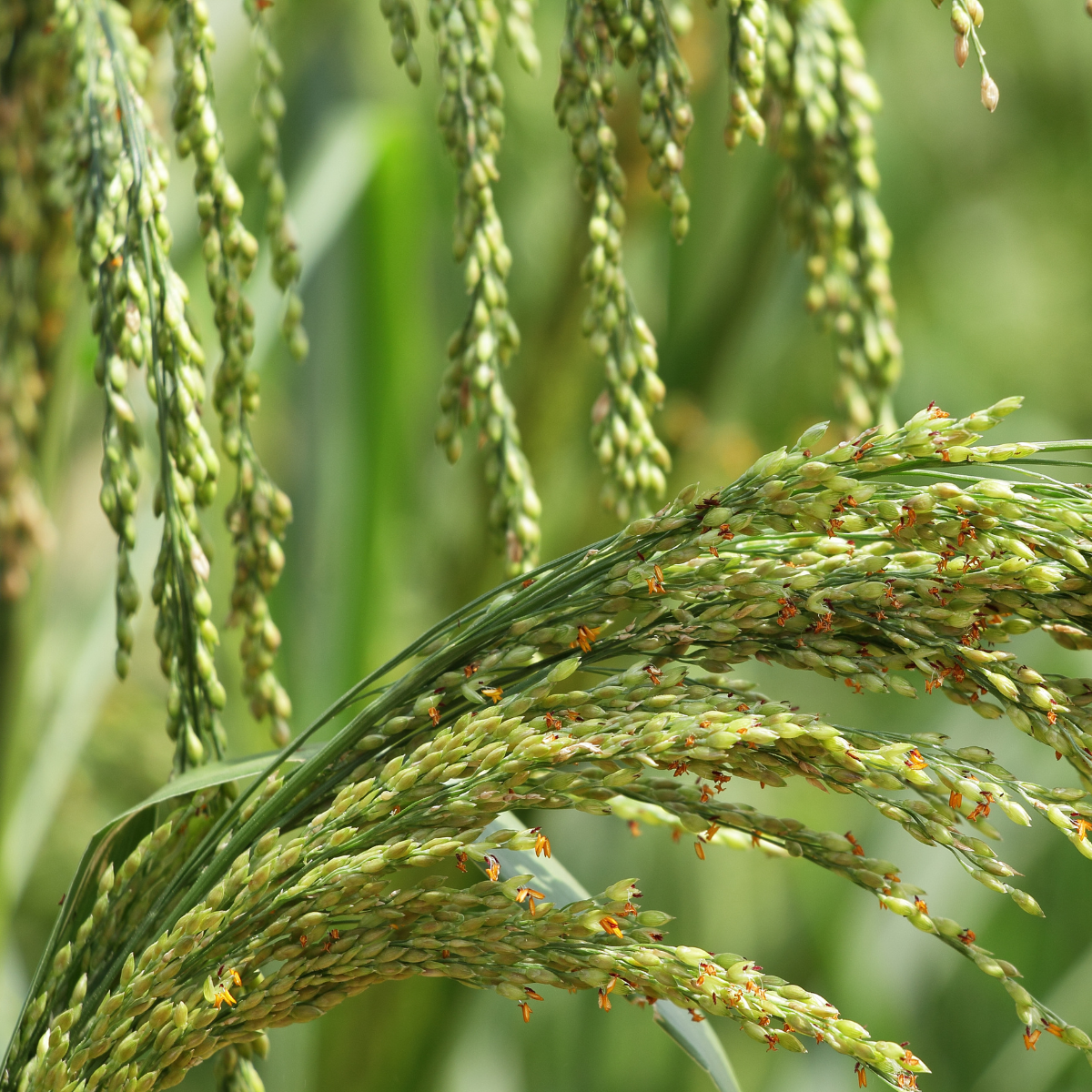 Little Millet - The Ancient Forgotten Food Grain – Vennakula