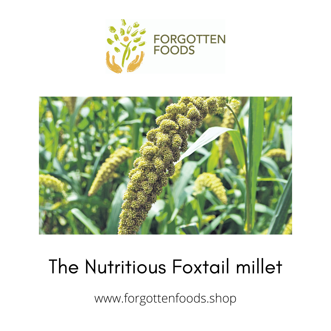 The Nutrious Forgotten Foxtail Millet – Vennakula